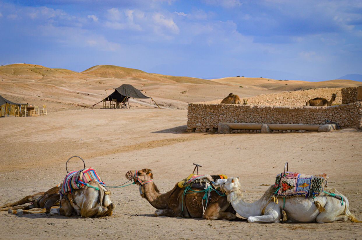 Agafay desert camel ride and dinner with show 